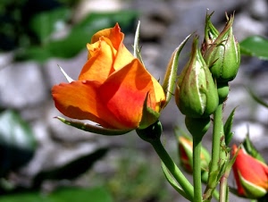 boccioli, verde, arancione, rosa, petali, sfocato, fiore, giallo, fiori, gambi, pianta, macro