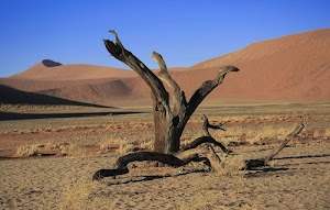 deserto, tronco, sabbia, dune, rami, cielo, erba, cespugli, tronchi, albero, azzurro, secco, radici, marrone, colline, legno
