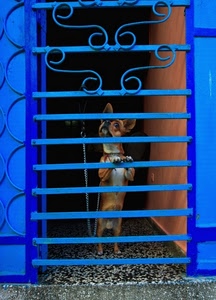 cane, blu, azzurro, catena, grata, animale, guinzaglio, zampe, cancello