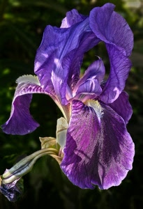 fiore, petali, viola, iris, foglie, macro, orchidea, verde