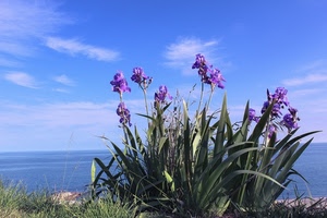 mare, fiori, viola, nuvole, cielo, erba, foglie, iris, azzurro, verde, pianta, cespuglio, acqua