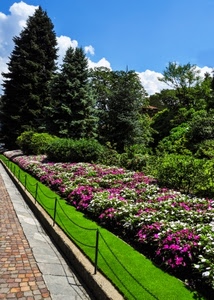 fiori, alberi, aiuola, prato, verde, catene, aiuole, giardino, piante