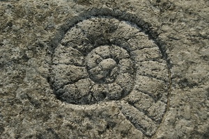 spirale, fossile, roccia, conchiglia, chiocciola, pietra, grigio, terra, incisione, linee