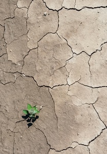 crepe, piantina, verde, terra, foglie, siccità, terreno, pianta, ombra, arido, ombre, marrone