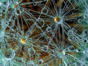 gocce, fili, macro, ragnatela, sfere, acqua, bolle, riflesso, riflessi, giallo, soffione, astratto