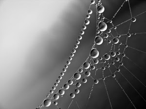 ragnatela, gocce, grigio, macro, bianconero, acqua, sfere, perle, fili, cerchi, tante, collana